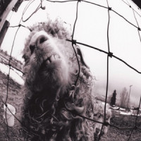 Pearl Jam - Rats (Remastered)